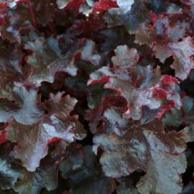 Heuchera black beauty